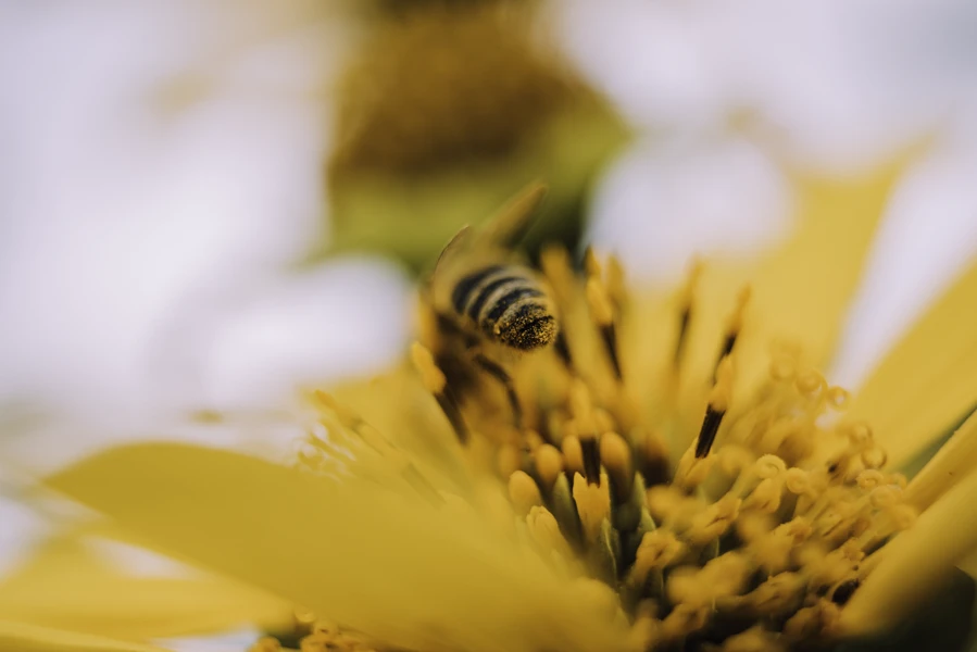 fotografia macro elian cubillos circundantes cortometraje fusagasuga fotografa naturaleza abeja 1